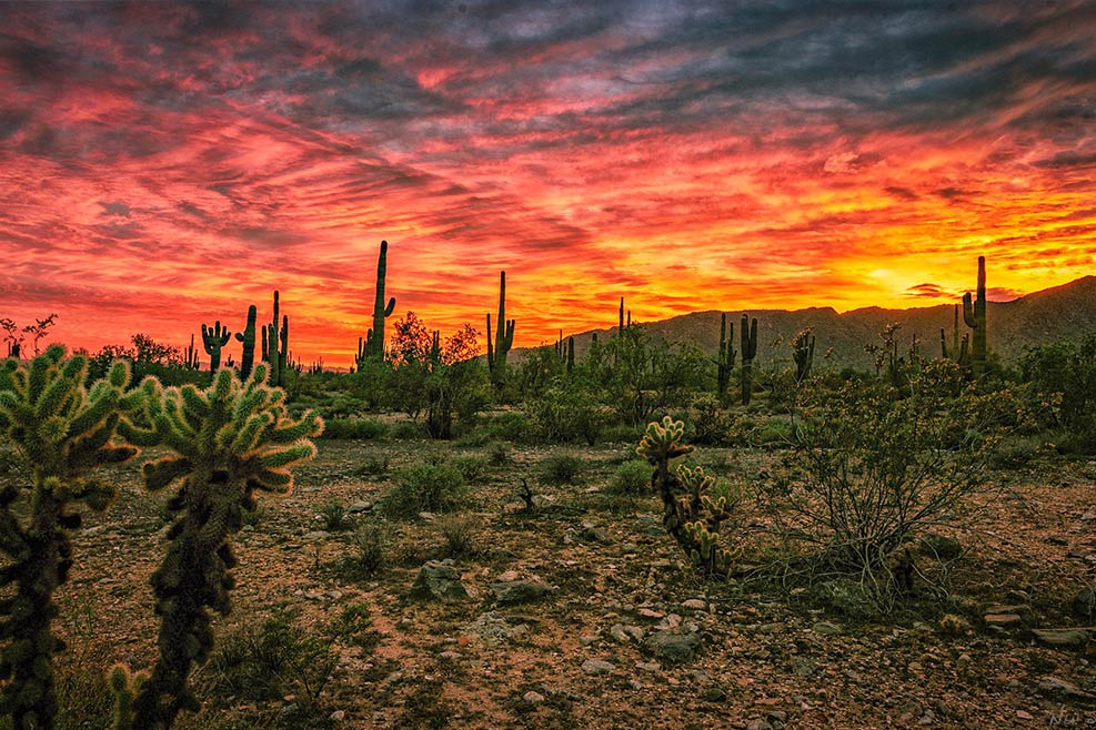 White Tank Wild Day: Protecting What Makes the West Valley Wild