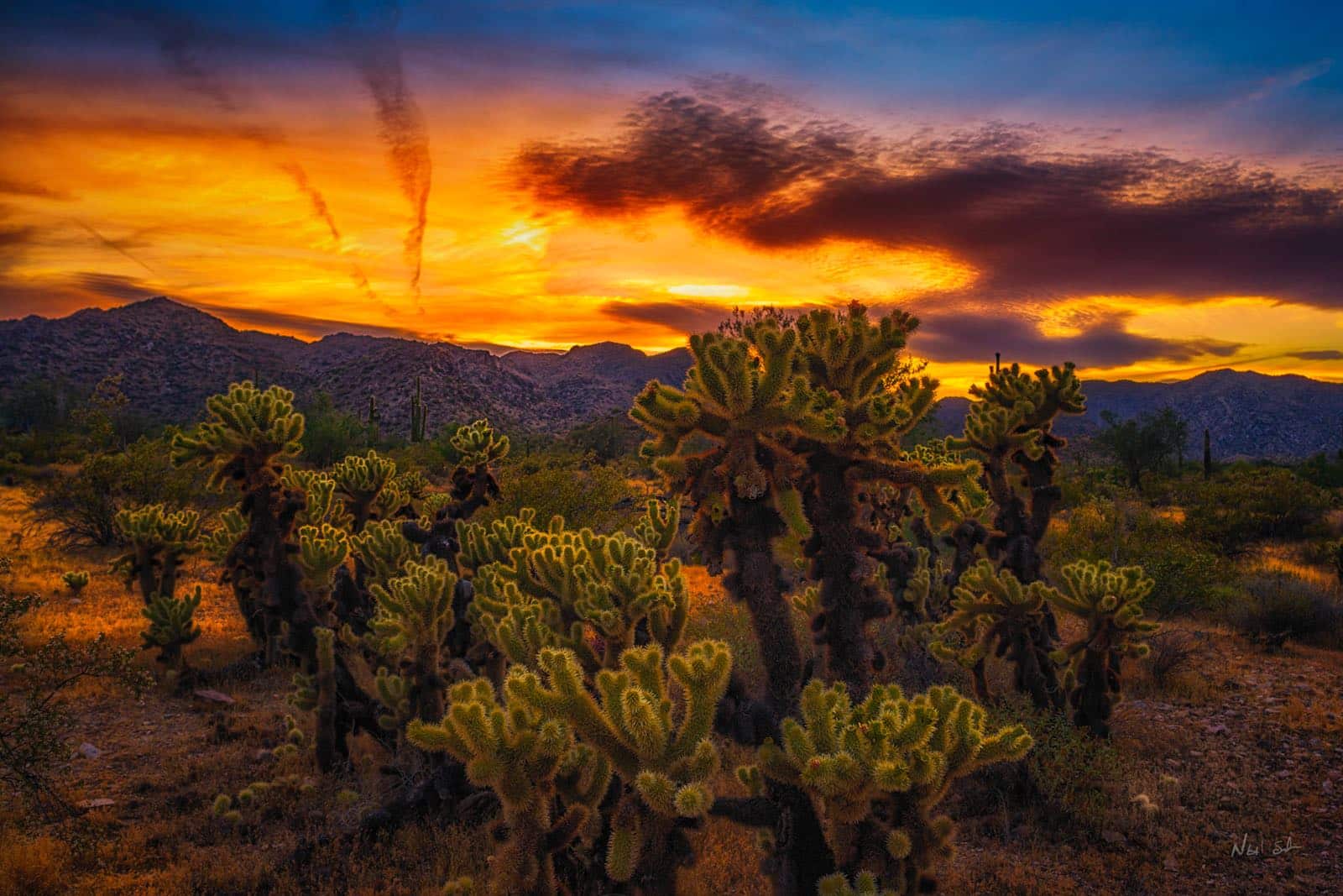 Cholla cacti beneath a vivid desert sunset