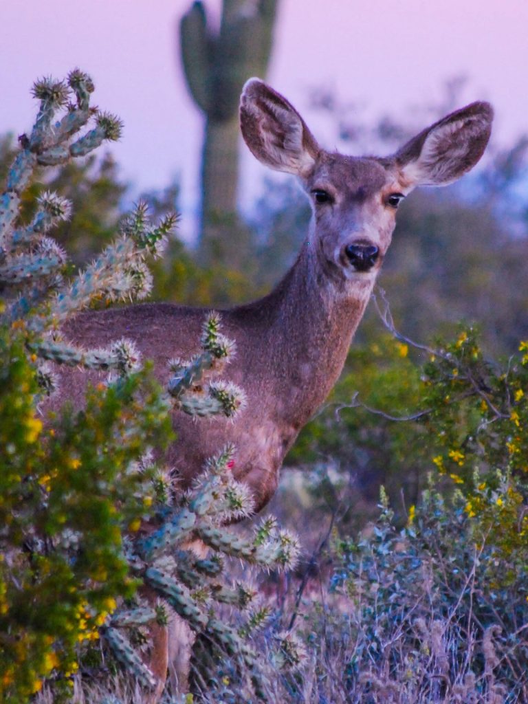 WHY THE WHITE TANK MOUNTAINS MATTER