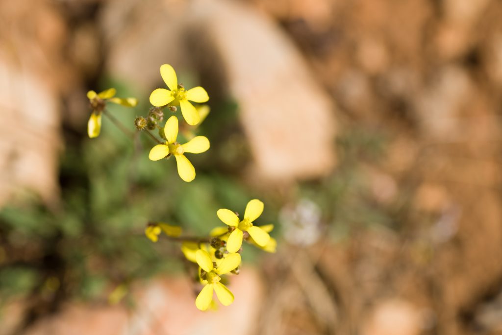 Sahara,Mustard,Weeds,Flowering,On,Sandy,Soil