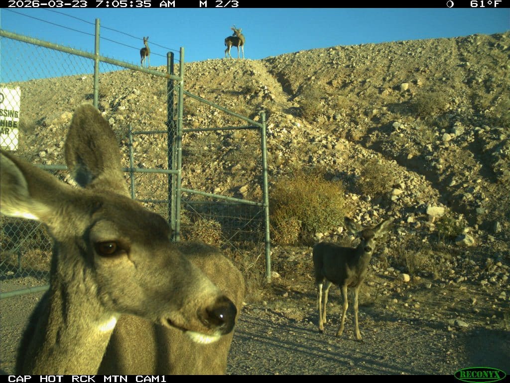 Mule deer recorded by a trail camera near a CAP Canal crossing.