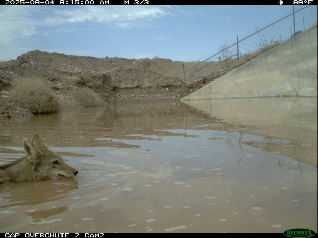 Coyote swimming near a CAP Canal crossing.