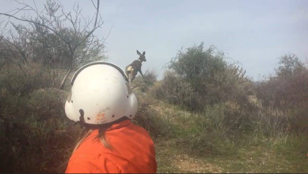 Biologist observing a mule deer after release.