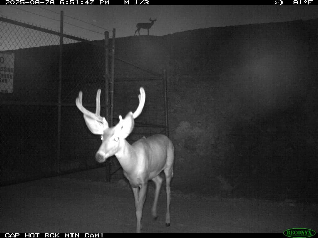 Wildlife recorded by a monitoring camera at night.