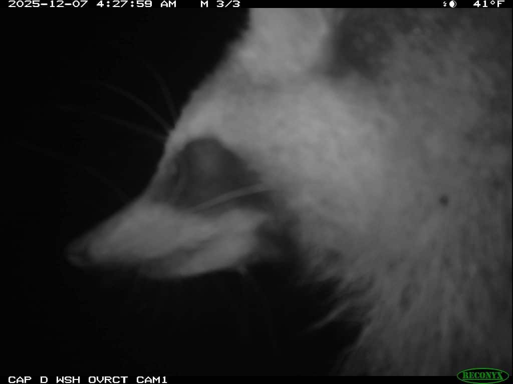 Close view of wildlife recorded by a monitoring camera at night.