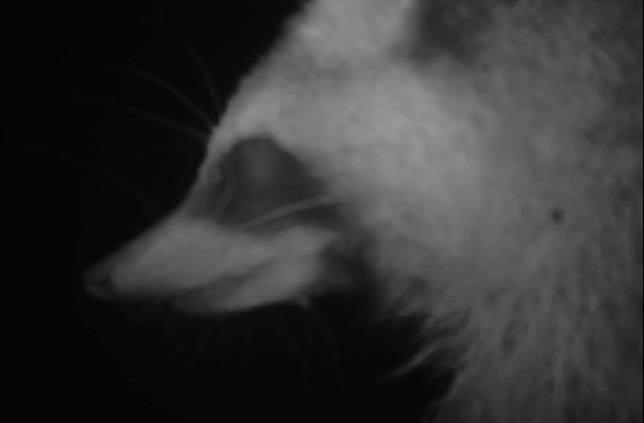 Close view of wildlife recorded by a monitoring camera at night.
